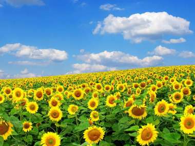 Подсолнухи